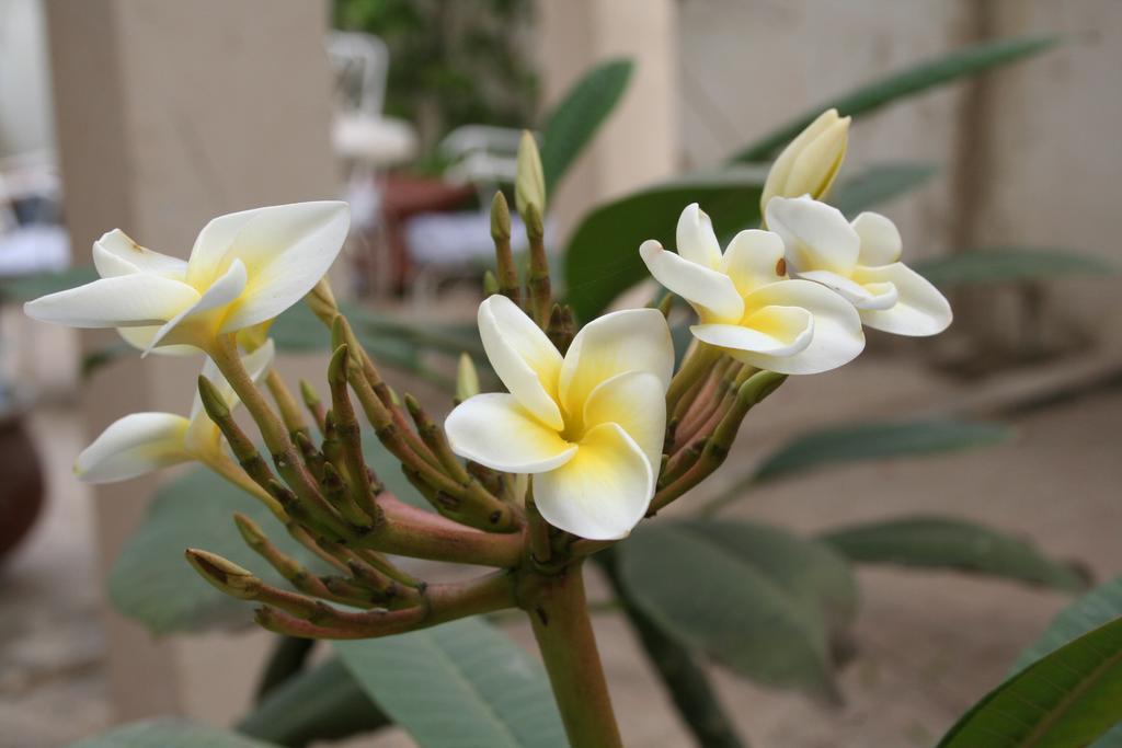 Auberge Keur Diame Dakar Esterno foto