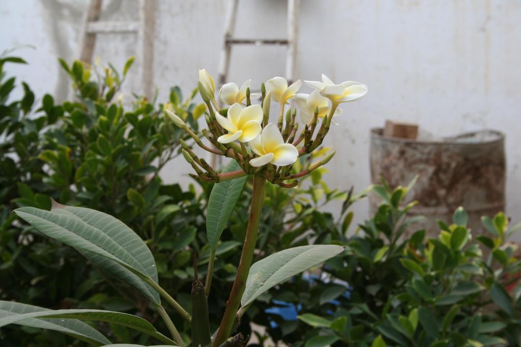 Auberge Keur Diame Dakar Esterno foto